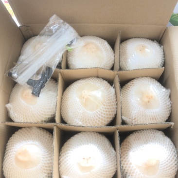 精品厂家直销海南椰子椰青9个装一件代发