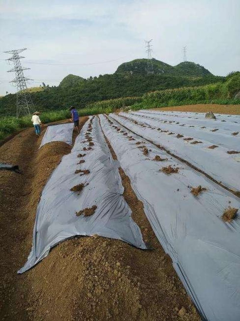农资银黑双色地膜银灰双色膜农膜农用地膜除草地膜除草膜保温