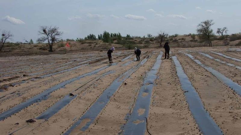 农资银黑双色地膜银灰双色膜农膜农用地膜除草地膜除草膜保温