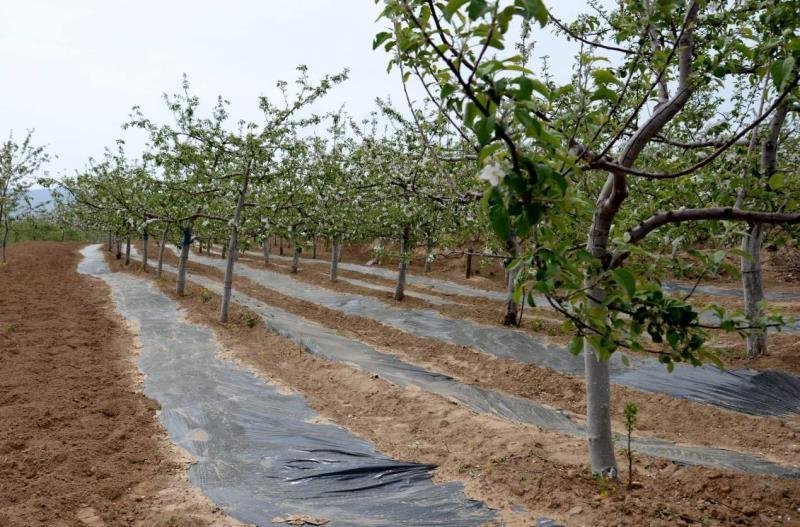农资银黑双色地膜银灰双色膜农膜农用地膜除草地膜除草膜保温