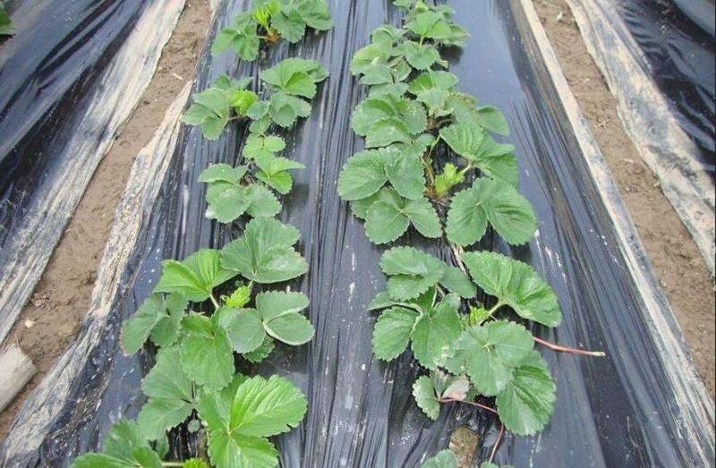 农资银黑双色地膜银灰双色膜农膜农用地膜除草地膜除草膜保温