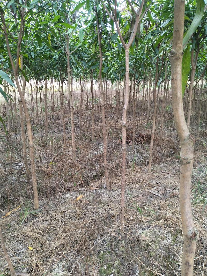 扁桃树米径3-5公分挖土球
