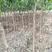 扁桃树米径3-5公分挖土球