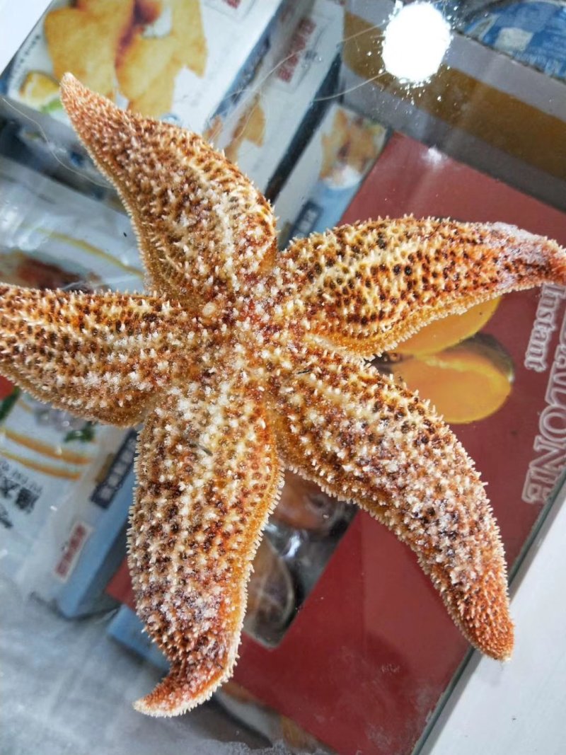 海星正宗野生海星五角大海星冷冻大海星天然