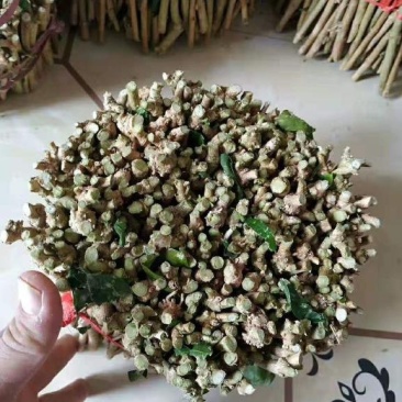 广西横县茉莉花枝条，基地直邮