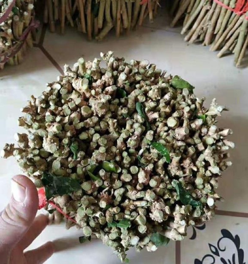 广西横县茉莉花枝条，基地直邮