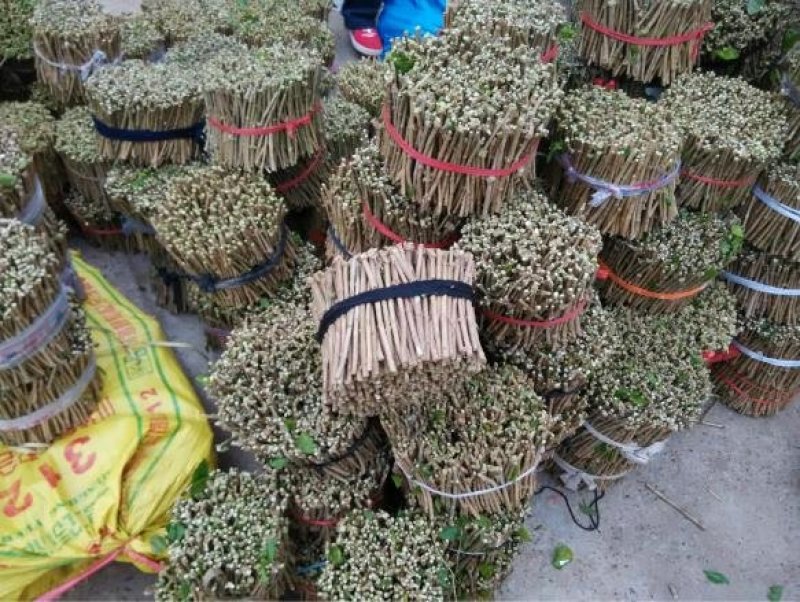 广西横县茉莉花枝条，基地直邮