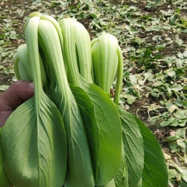 精品青菜，大中小课，长期供应。