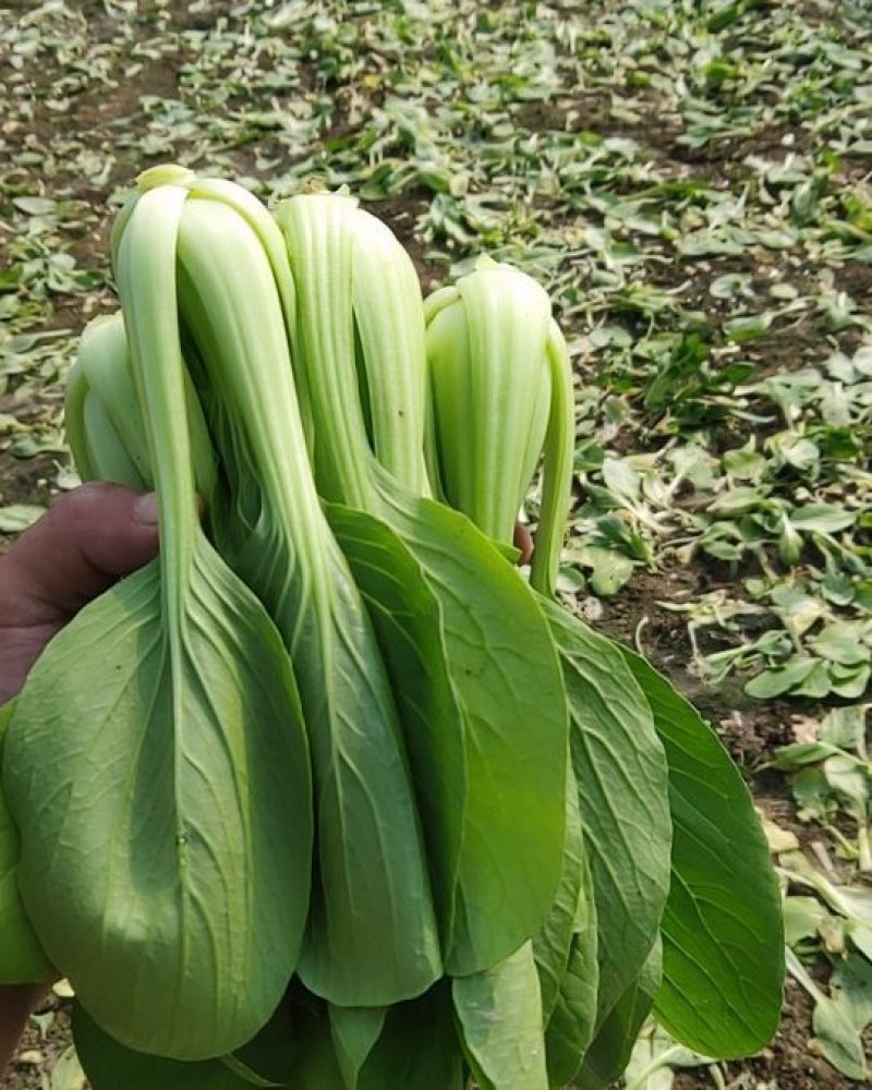精品青菜，大中小课，长期供应。