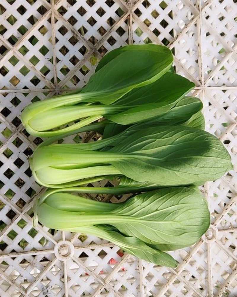 精品青菜，大中小课，长期供应。