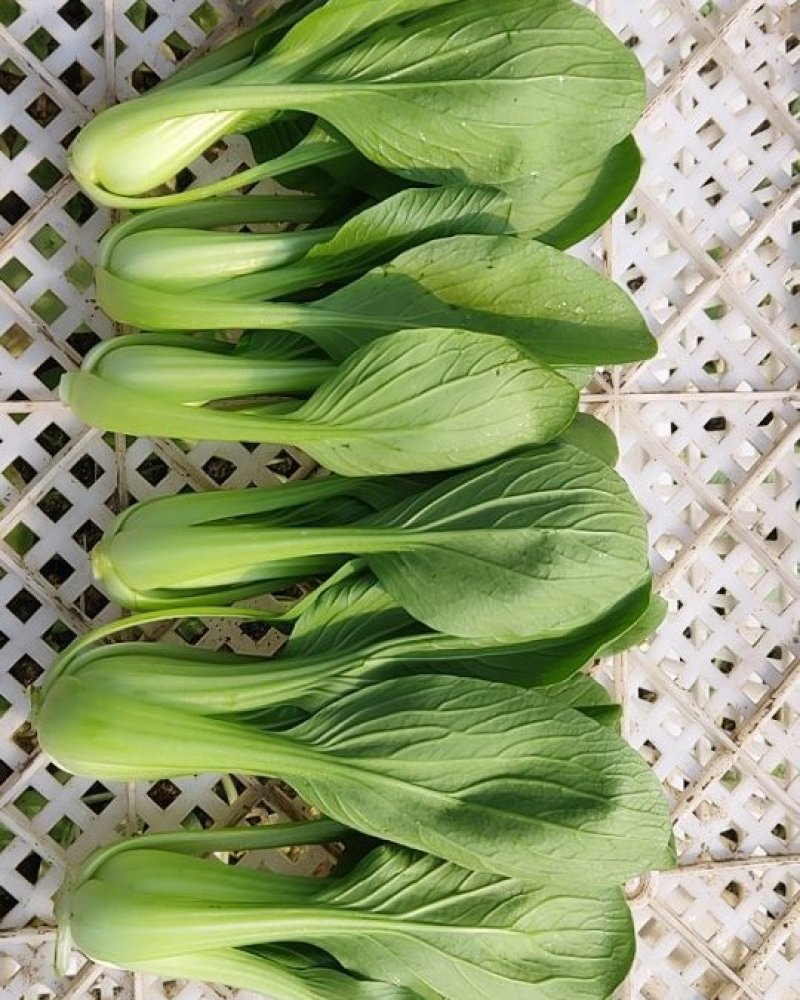 精品青菜，大中小课，长期供应。