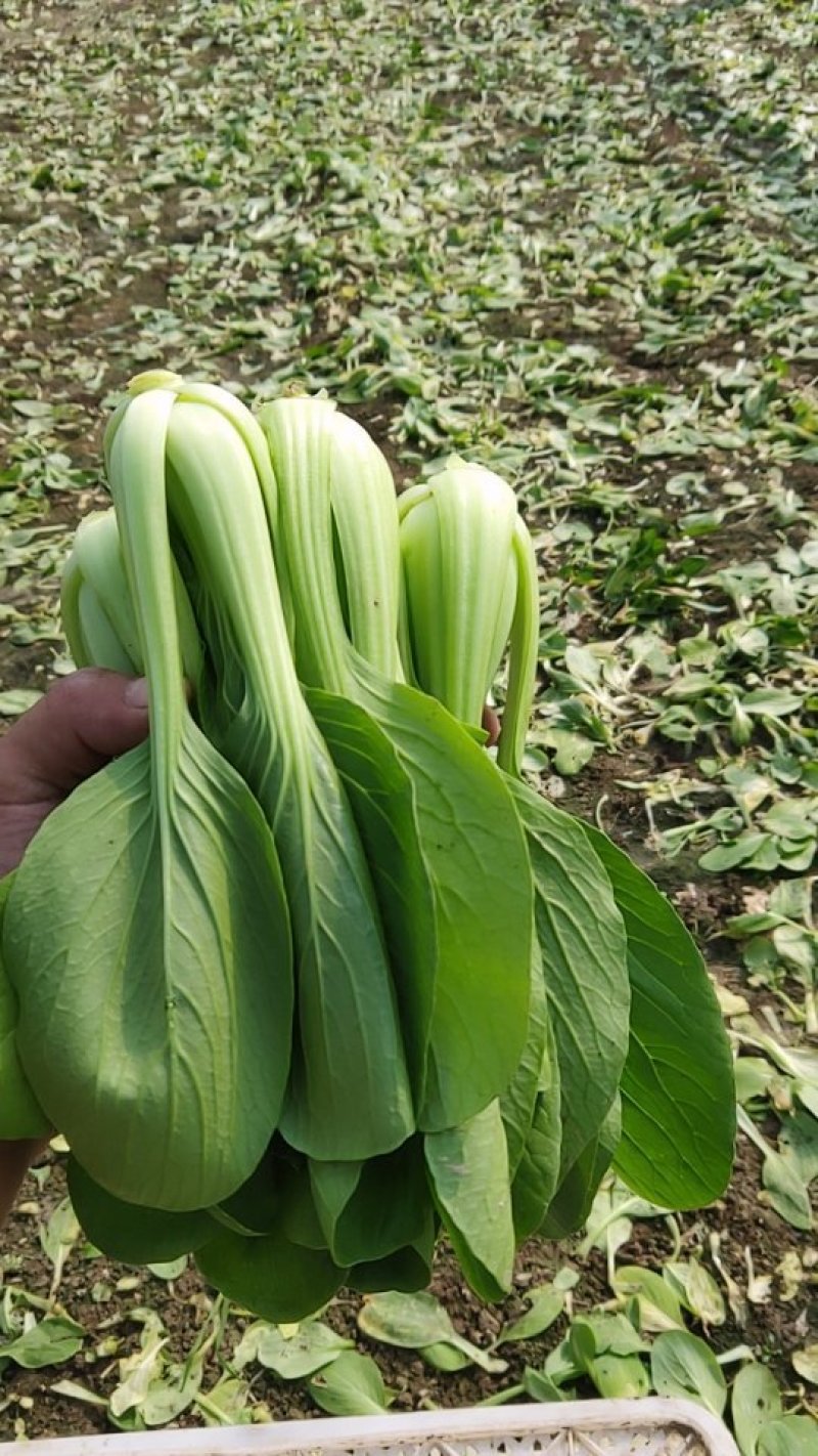 精品青菜，大中小课，长期供应。