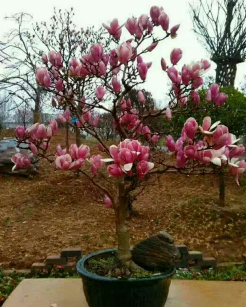 大量出售，玉兰白玉兰红玉兰，紫玉兰如意玉兰