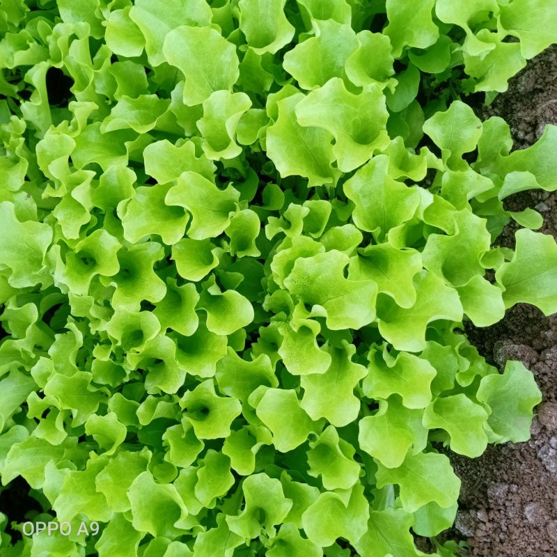 美国大速生，意大利生菜，结球生菜苗，苗厂对接，没有中间商