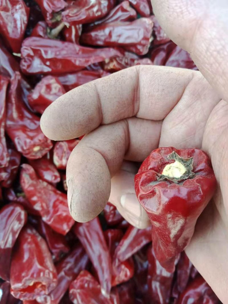 优质忻州北京红干辣椒货源充足，颜色好看大量上市