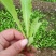 生菜苗美国大速生，时代舞裙，意大利生菜，结球生菜苗