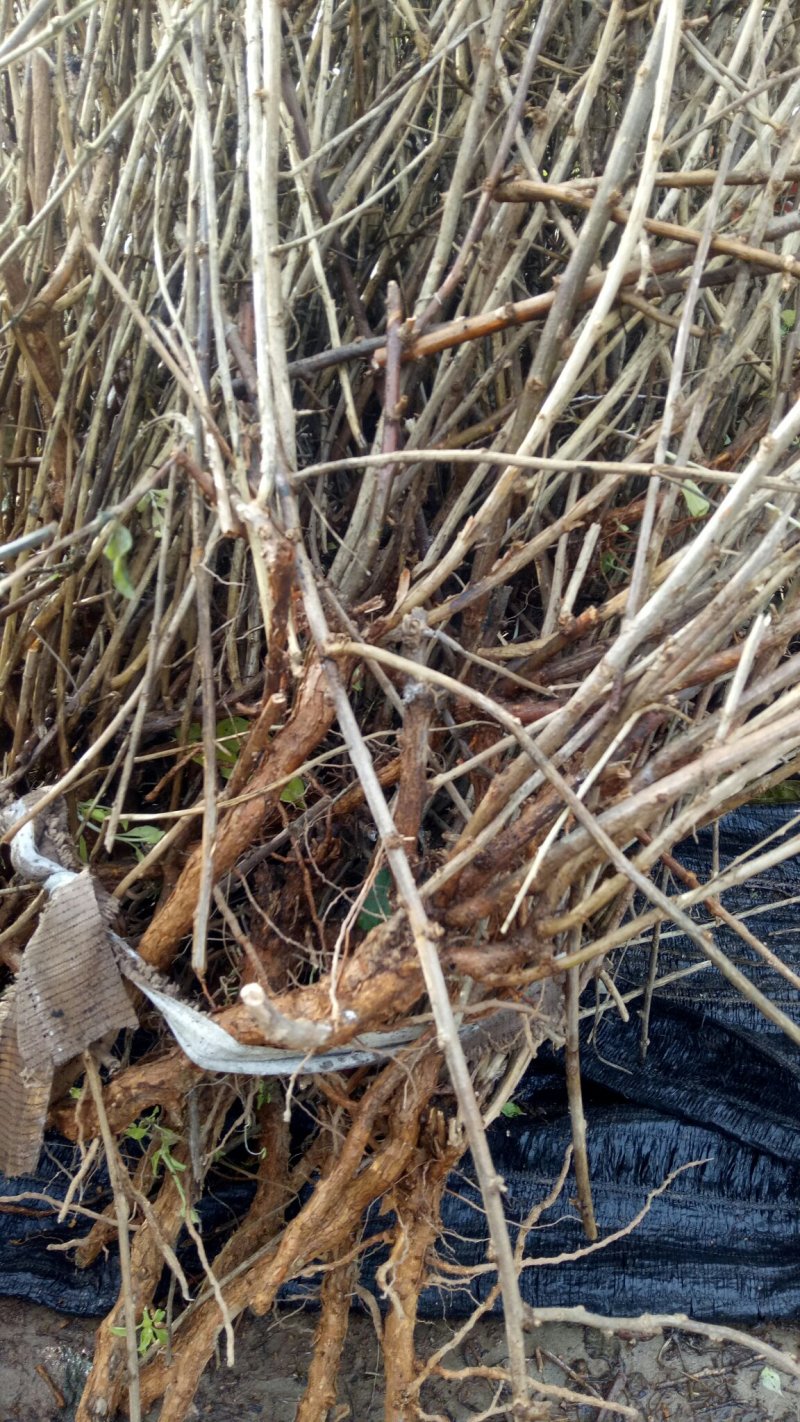 枸杞苗批发枸杞树苗红枸杞树苗枸杞盆栽地栽
