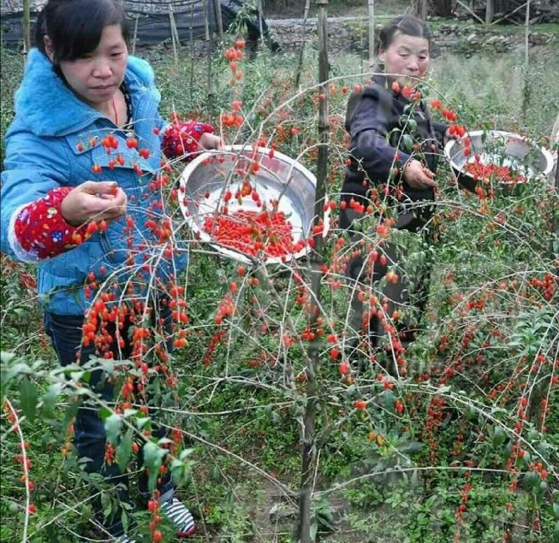 枸杞苗批发枸杞树苗红枸杞树苗枸杞盆栽地栽