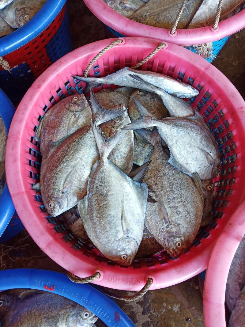 黑鲳鱼
