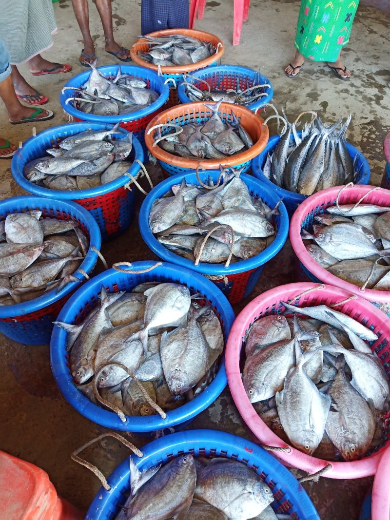 黑鲳鱼