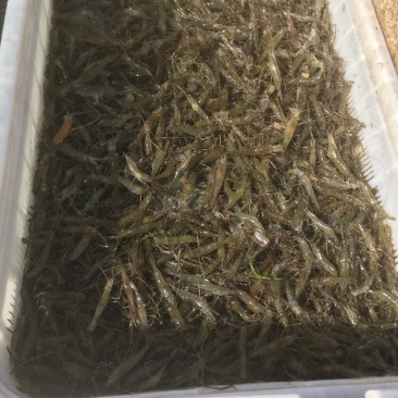 河虾青虾量大