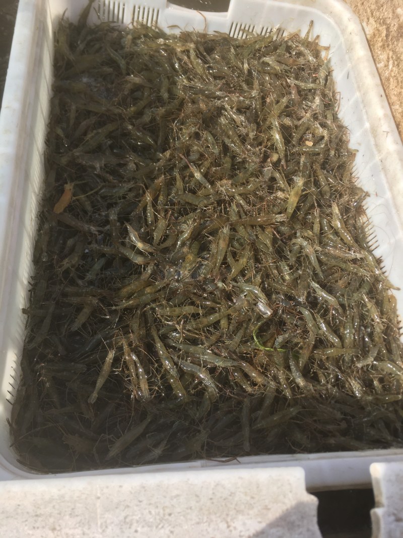 河虾青虾量大