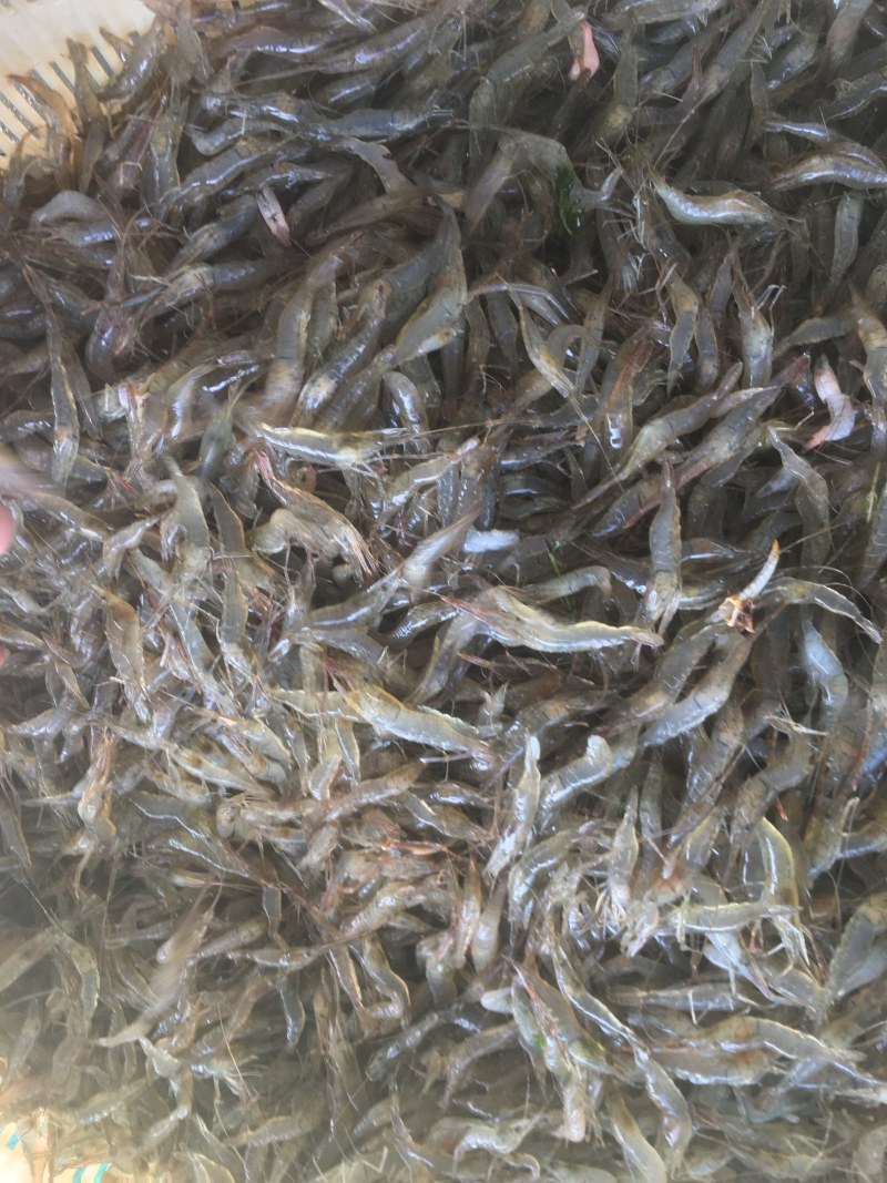 河虾青虾量大