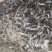 河虾青虾量大