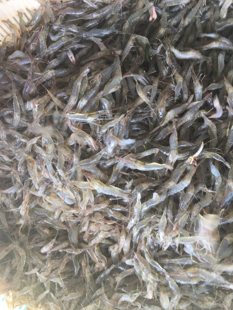 河虾青虾量大