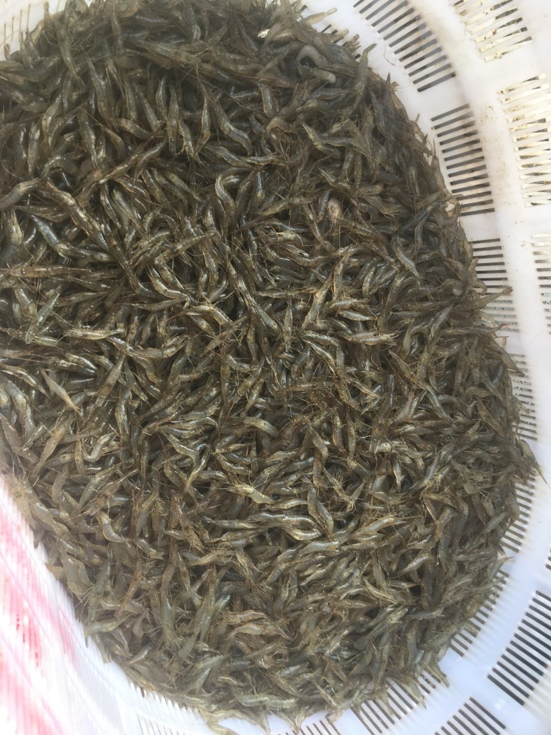 河虾青虾量大