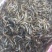 河虾青虾量大