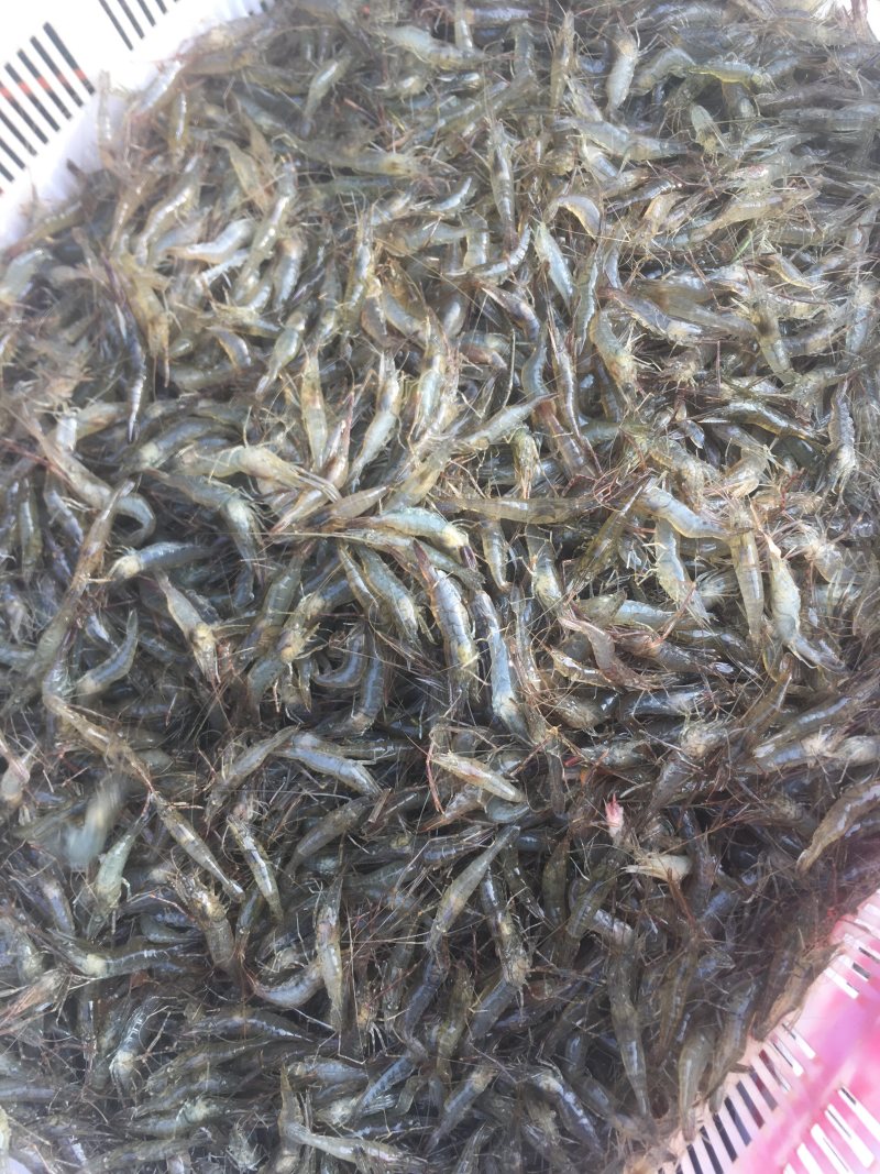 河虾青虾量大