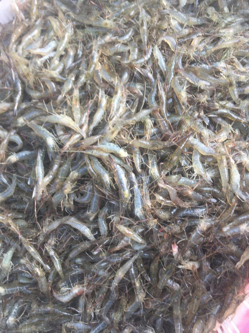 河虾青虾量大