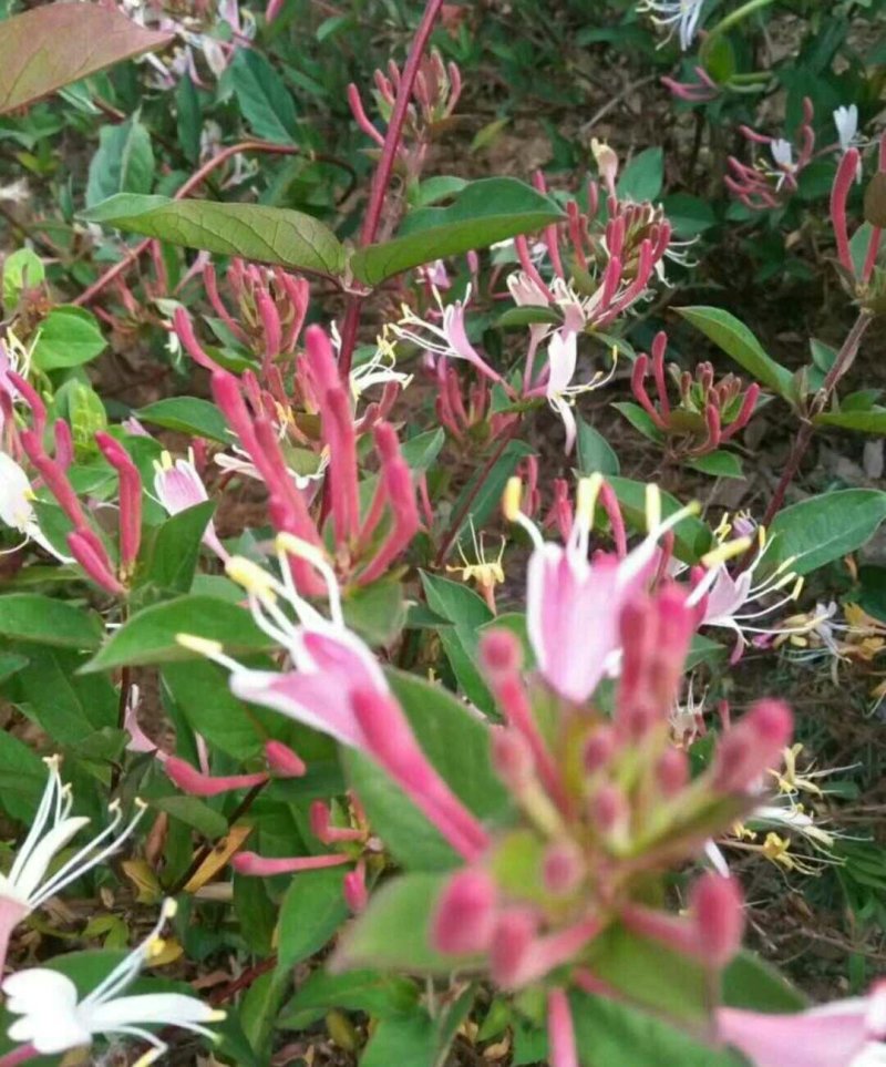 金银花苗盆栽地栽当年开花成活率高