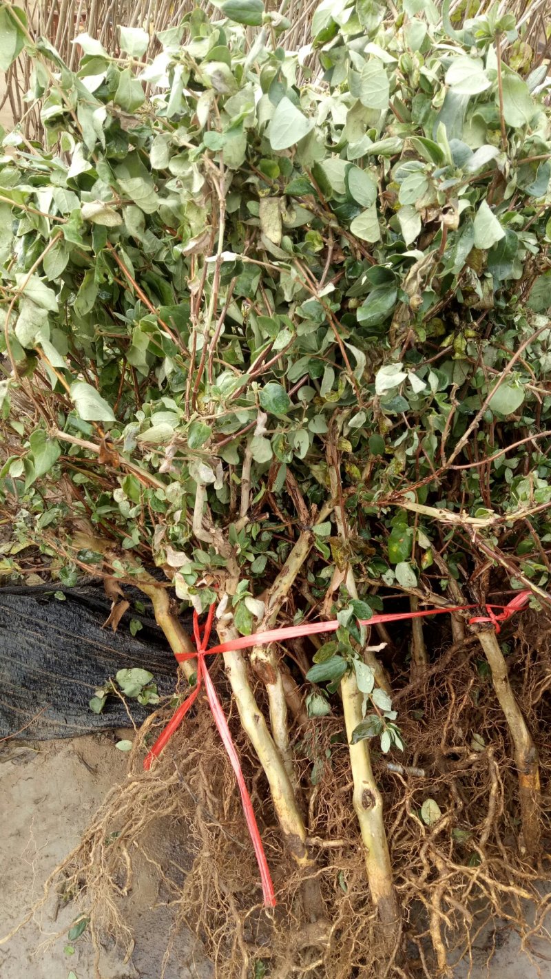 金银花苗盆栽地栽当年开花成活率高