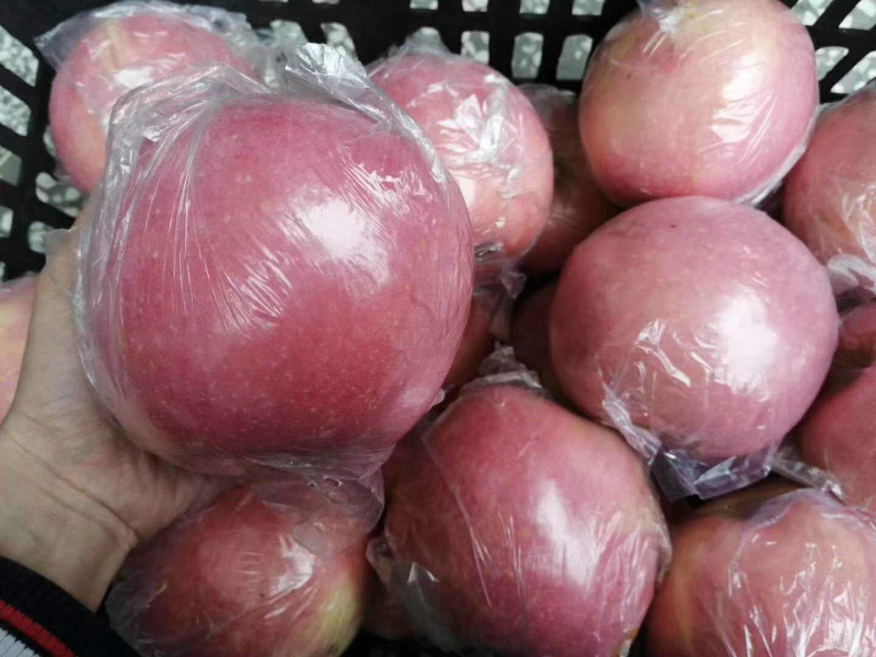 运城临猗红富士苹果，现摘现发，不打蜡不催熟
