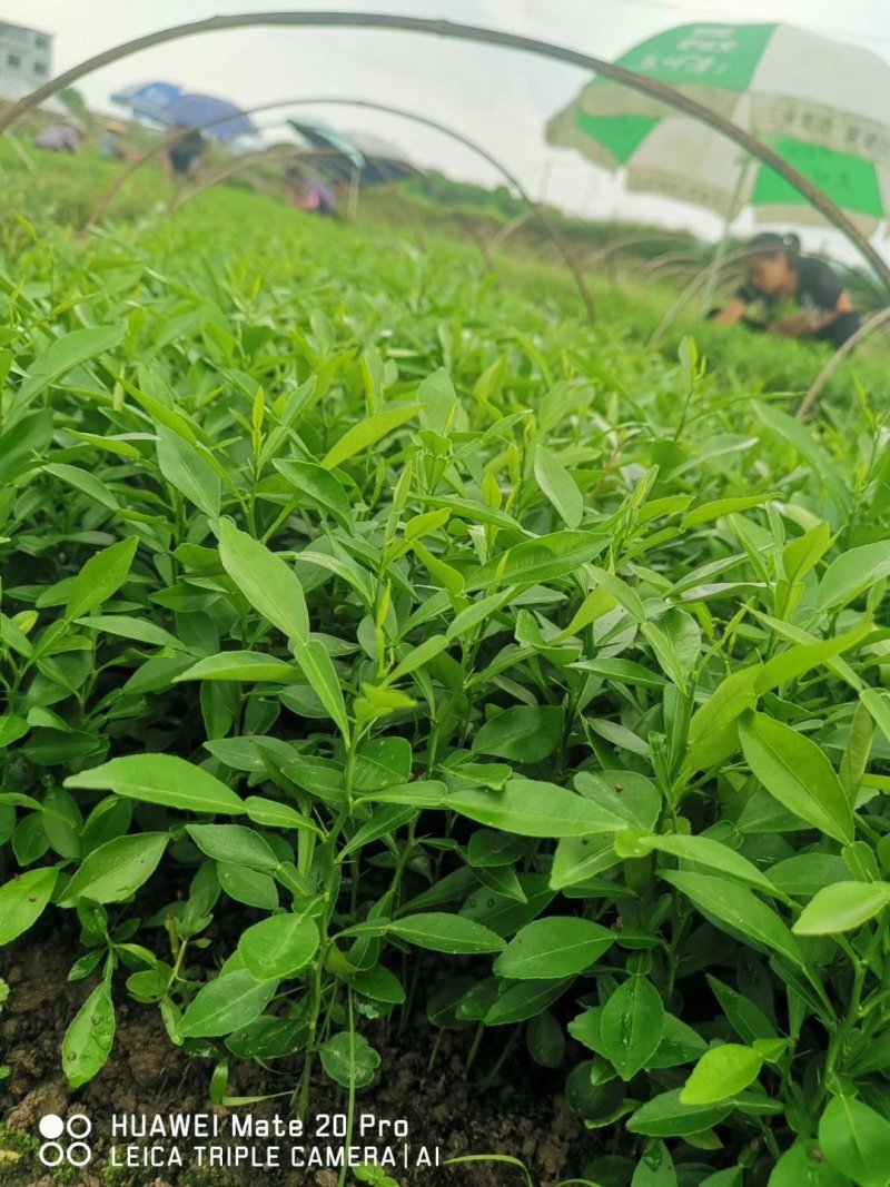 香橙苗，香橙小苗，香橙嫁接苗根须好，品种保证正宗
