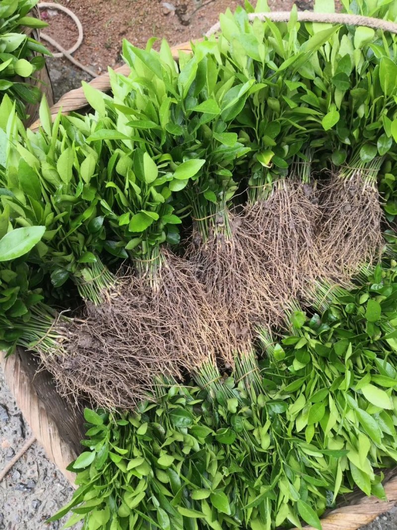 香橙苗，香橙小苗，香橙嫁接苗根须好，品种保证正宗