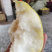 酥梨