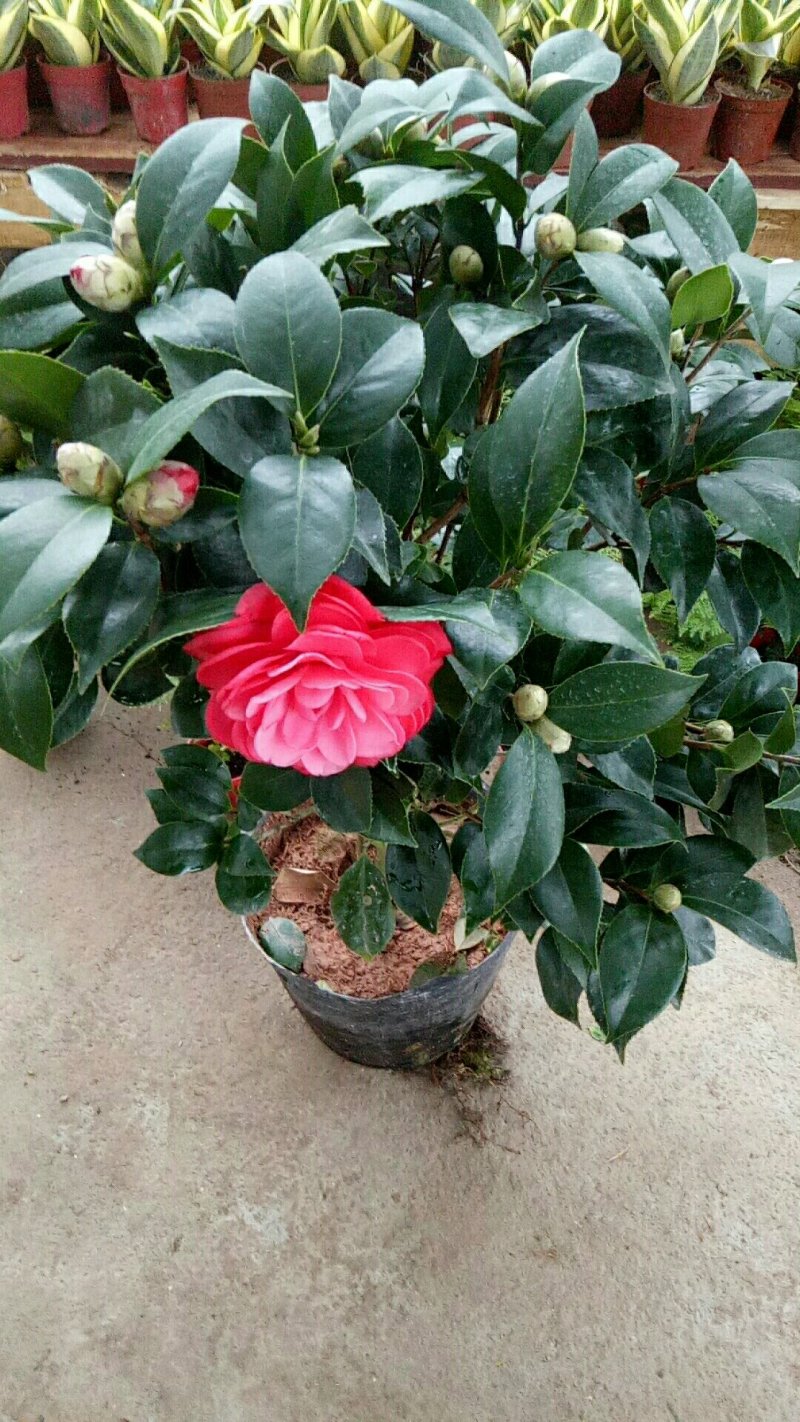 五角大红茶花50-60厘米高花苞爆盆
