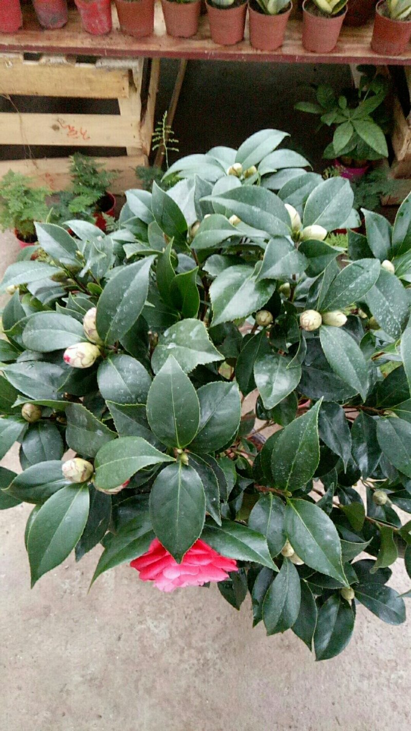 五角大红茶花50-60厘米高花苞爆盆