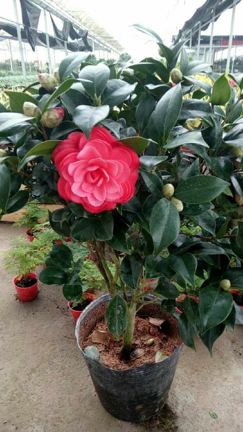 五角大红茶花50-60厘米高花苞爆盆