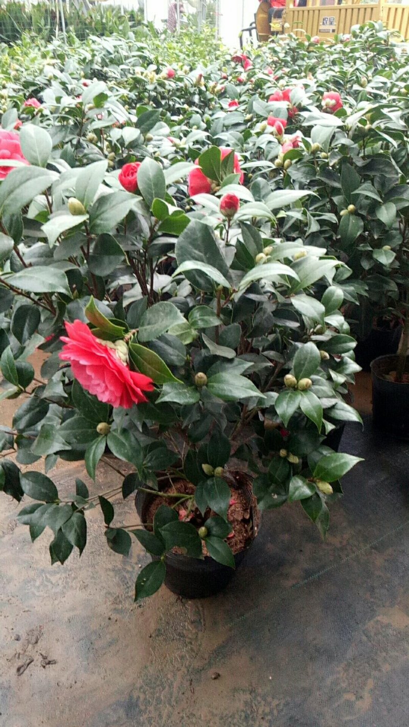 五角大红茶花50-60厘米高花苞爆盆