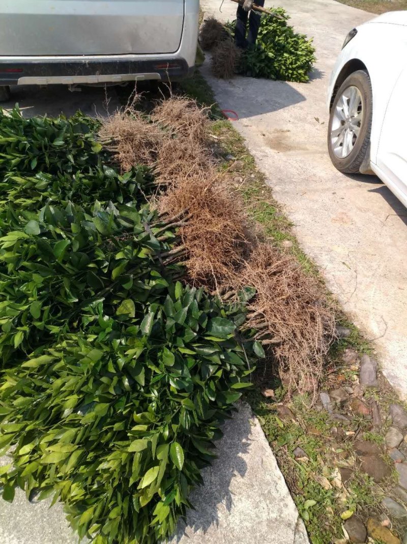 沃柑苗，香橙粘木嫁接的沃柑苗，挂果率高，品种正宗