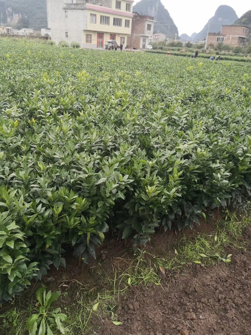 沃柑苗，香橙粘木嫁接的沃柑苗，挂果率高，品种正宗