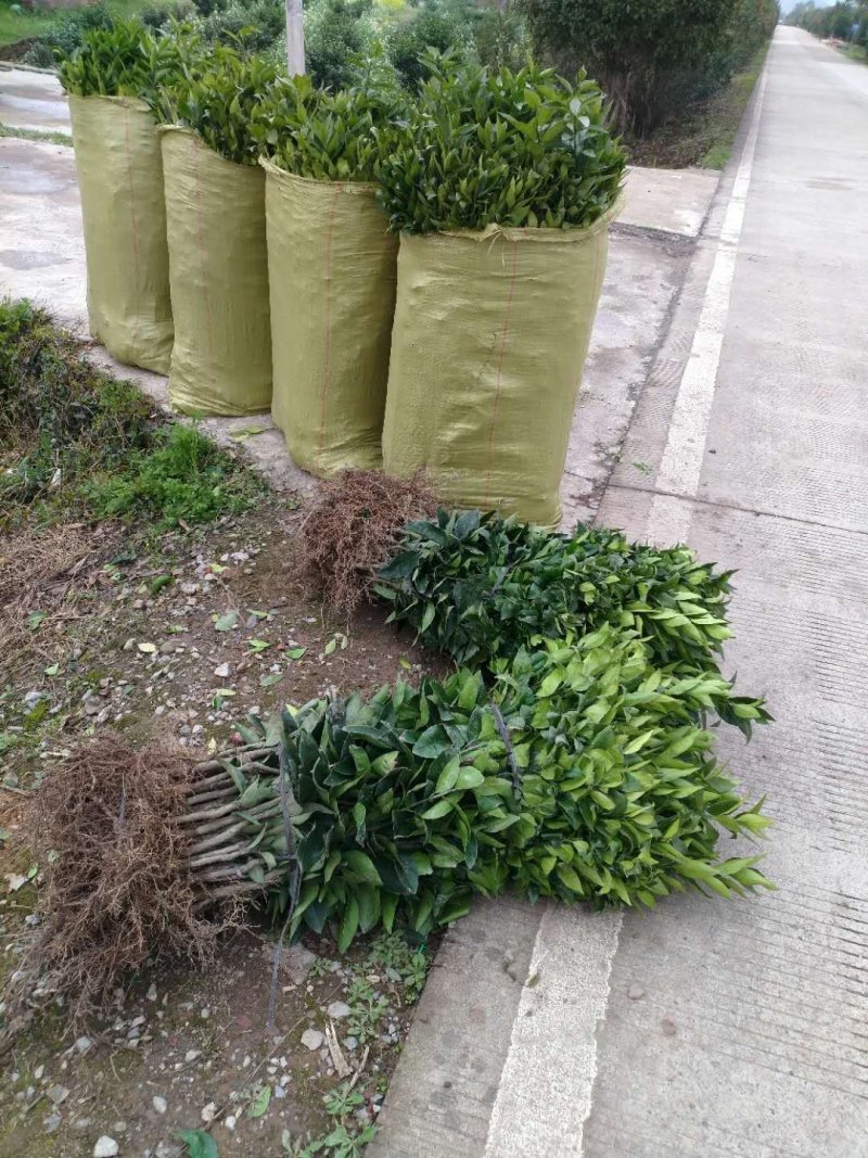 沃柑苗，香橙粘木嫁接的沃柑苗，挂果率高，品种正宗