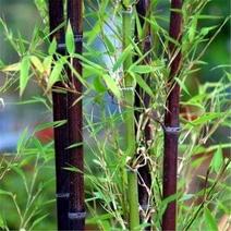 紫竹佛肚竹大型毛竹种子四季竹子雷竹食用竹笋大青竹