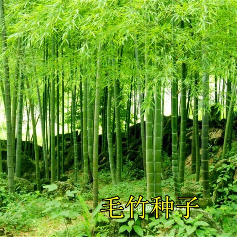 紫竹佛肚竹大型毛竹种子四季竹子雷竹食用竹笋大青竹