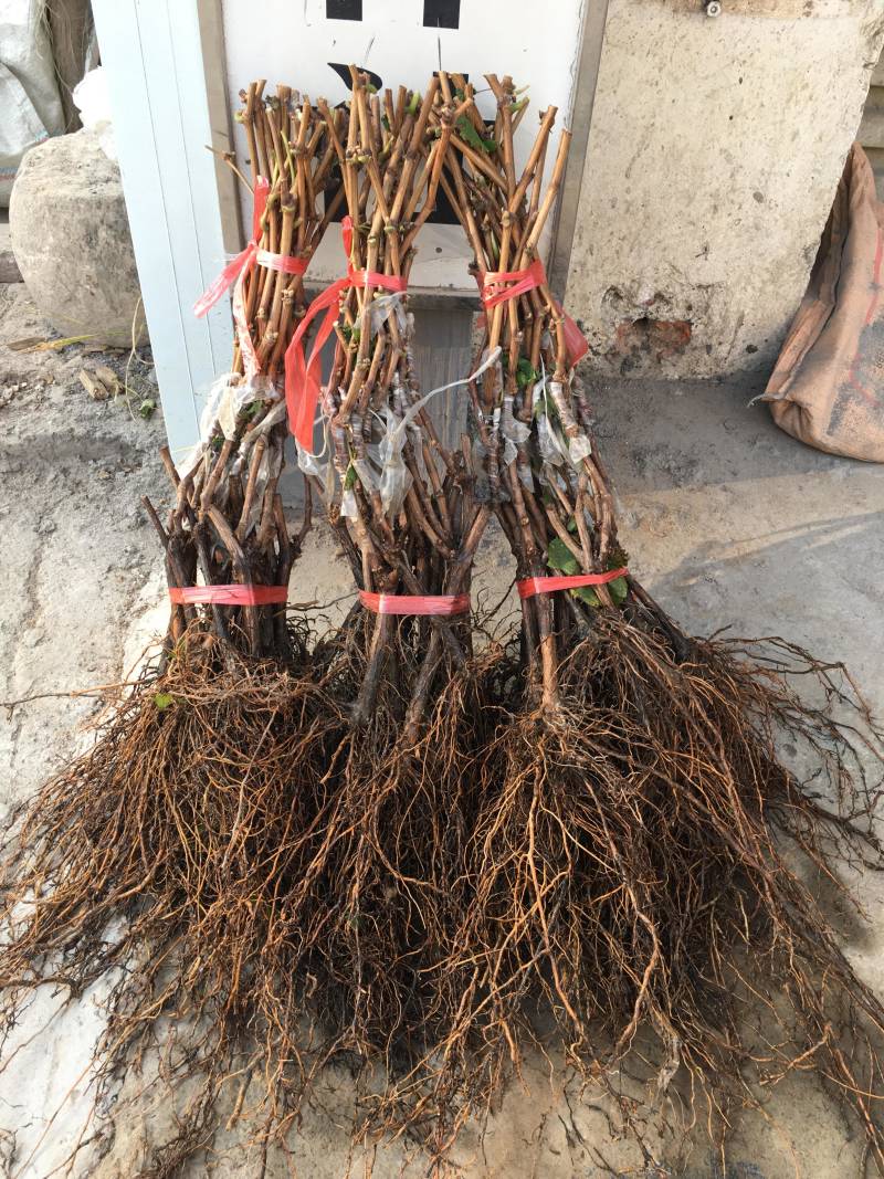 5BB阳光玫瑰苗，5bb阳光玫瑰葡萄苗，纯正,优质