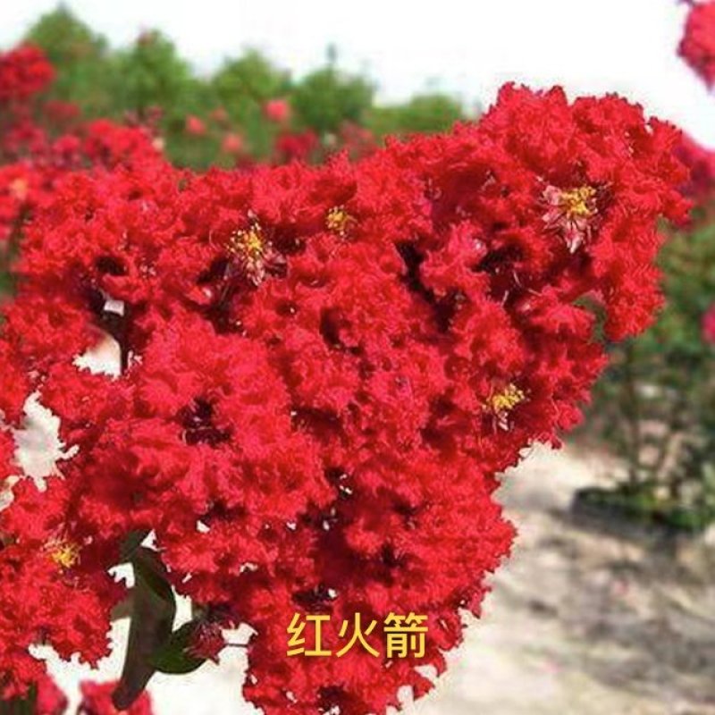紫薇花苗盆栽室内花卉绿植水培四季观花庭院植物